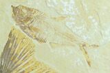 Fossil Fish (Mioplosus) - Uncommon Species #131133-2